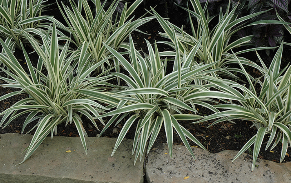 Dianella T. ‘Variegata’ (Flax Lily)