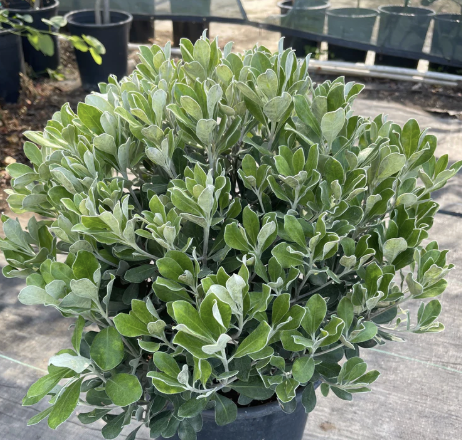 Pittosporum crassifolium ‘Nana’ (Dwarf Karo)
