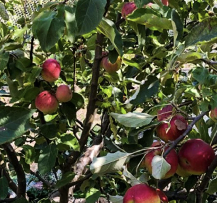 Fruit Salad Tree (3-in-1)
