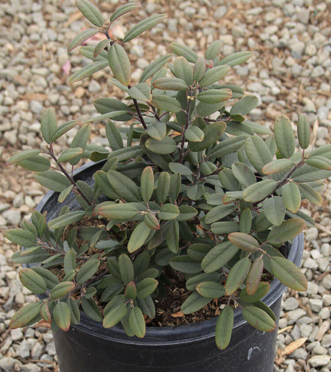 Rhamnus californica ‘Eve Case’ (Coffeeberry)