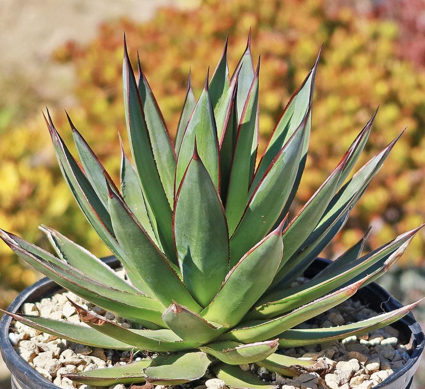 Agave ‘Blue Glow’