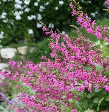 Salvia chiapensis (Chiapas Sage)