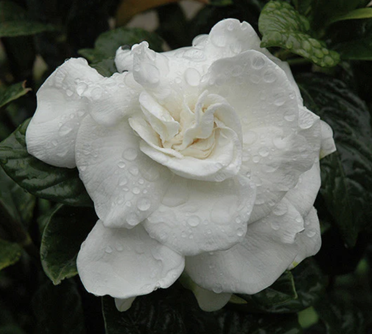 Gardenia jasminoides ‘Veitchii’ (Gardenia)