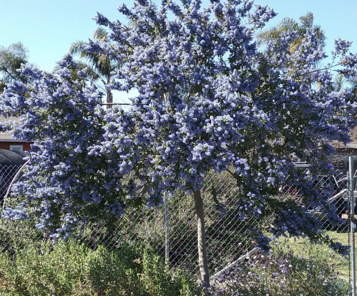 Ceanothus ‘Ray Hartman’ (Stake / Tree Form)
