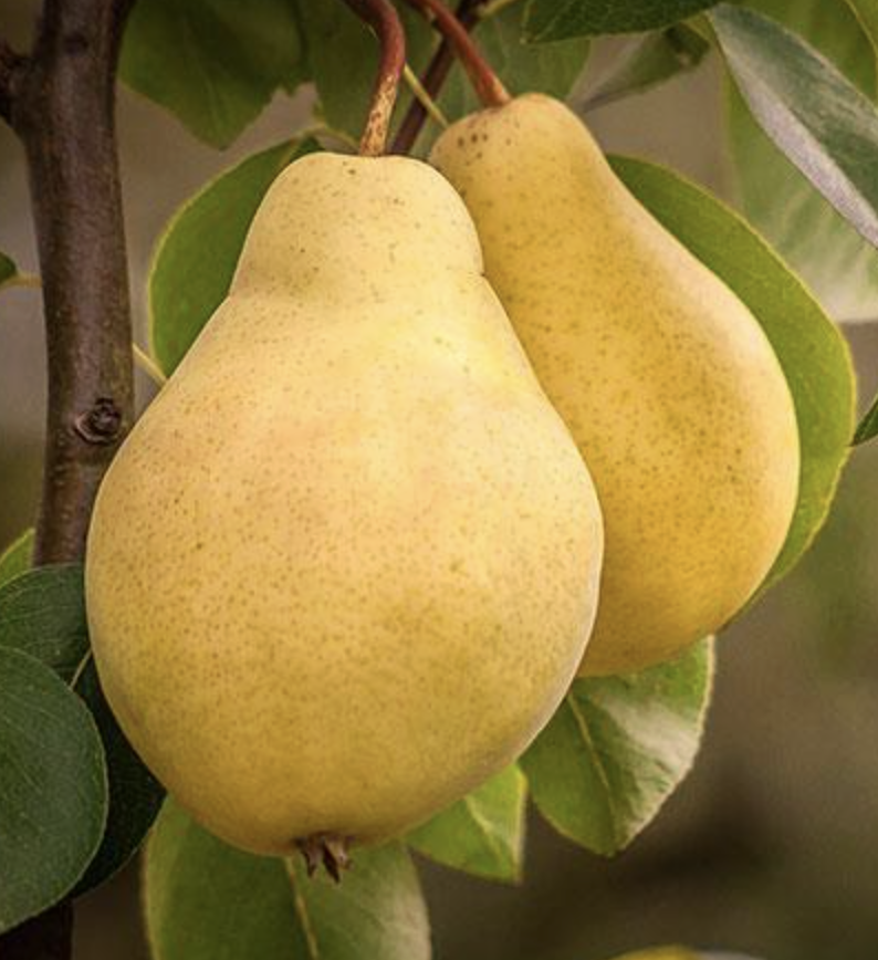 Pyrus spp. (Pear 3-in-1)