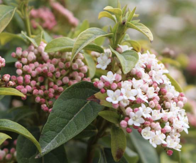 Viburnum tinus ‘Spring Bouquet’ (Laurustinus)