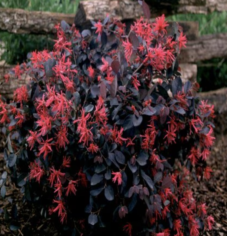 Loropetalum chinense ‘Rubrum’ (Fringe Flower)