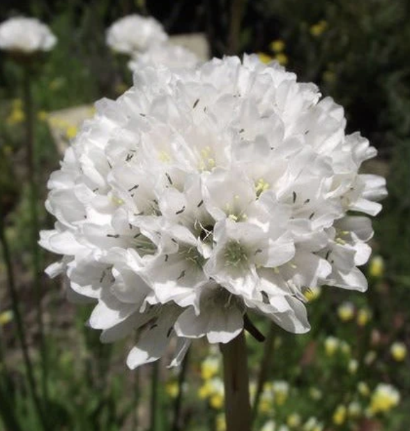 Armeria M. Alba (White Sea Thrift)