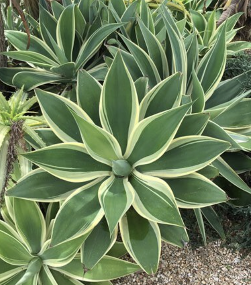 Agave attenuata ‘Ray of Light’
