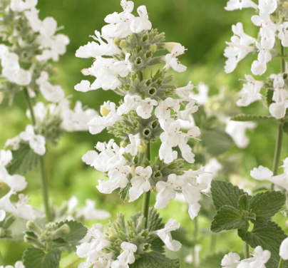 Nepeta F. ‘Snowflake White’ (Catmint)