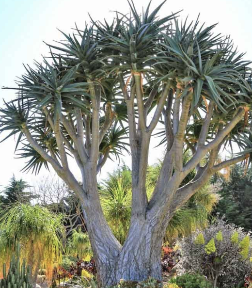 Aloe ‘Hercules’ (Tree Aloe)