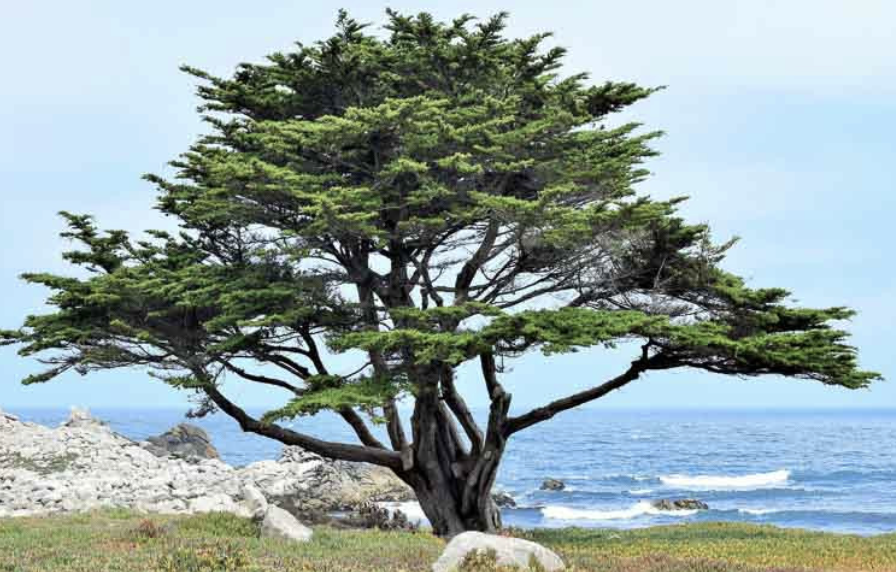 Cupressus macrocarpa (Monterey Cypress)