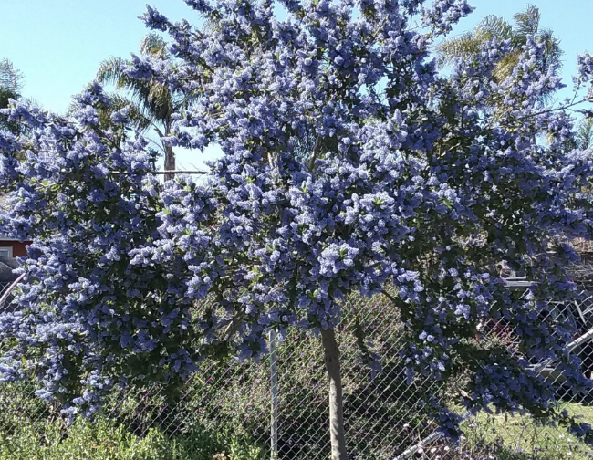 Ceanothus ‘Ray Hartman’ (Standard/Tree form)