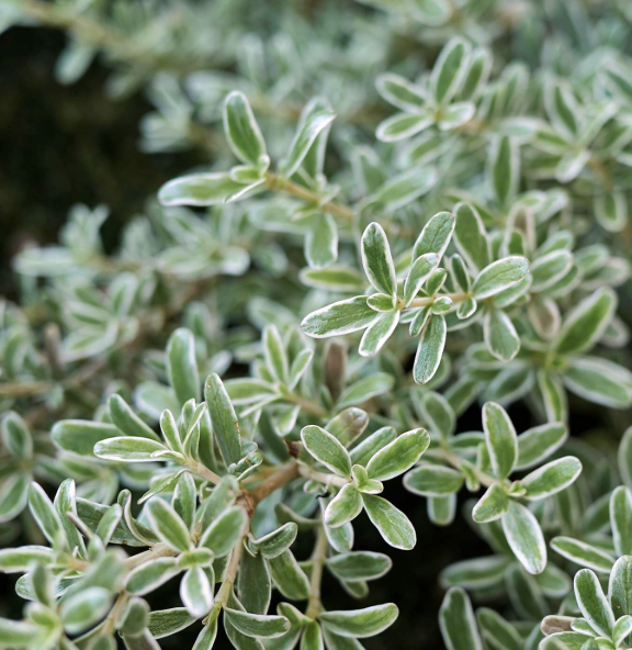 Coprosma Kirkii ‘Variegata’