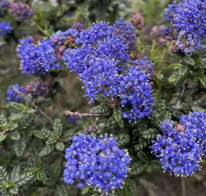Ceanothus ‘Dark Star’