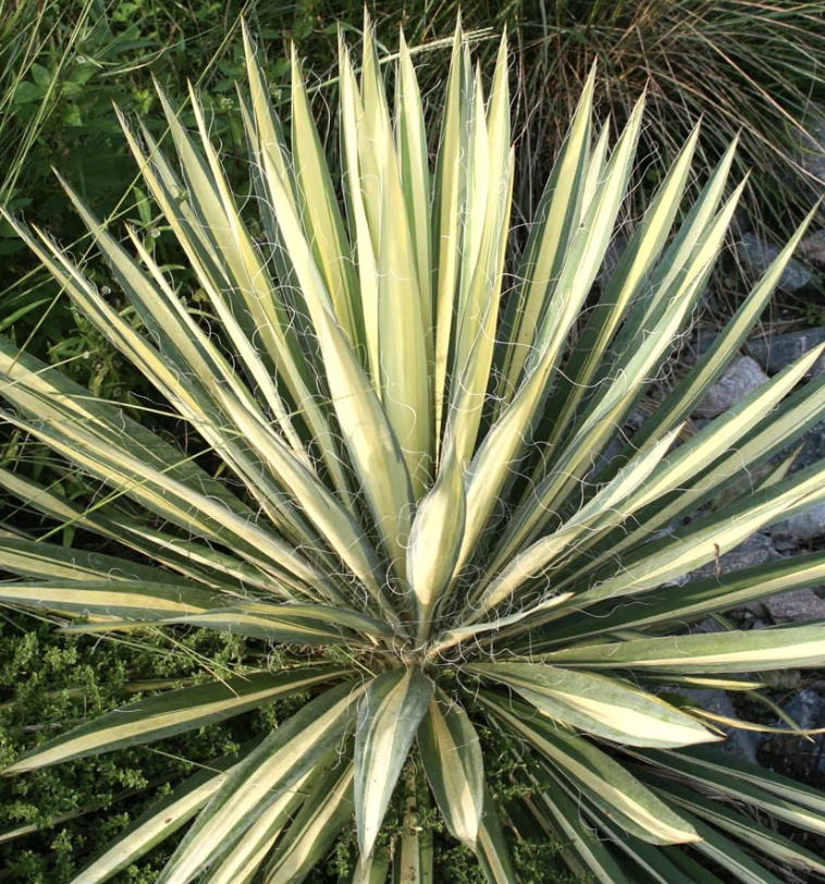 Yucca filamentosa ‘Color Guard’ (Adam’s Needle)