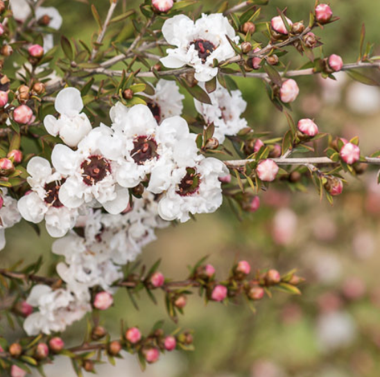 Leptospermum scoparium ‘Snow White’