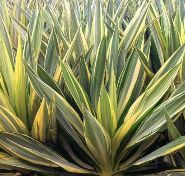 Yucca filamentosa ‘Color Guard’ (Adam’s Needle)