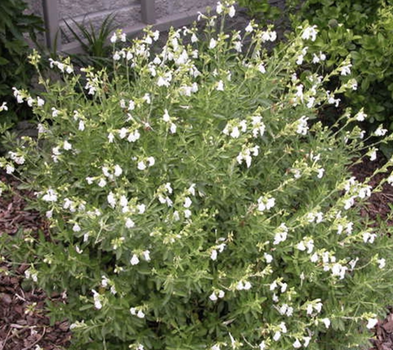 Salvia greggii ‘White’ (Autumn Sage)