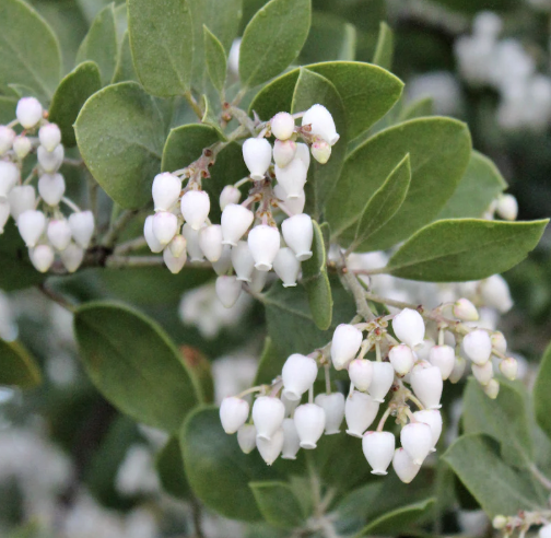 Arctostaphylos ‘St. Helena’
