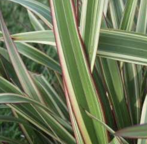 Phormium ‘Tricolor’