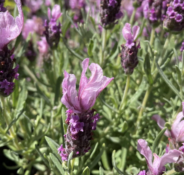 Lavandula stoechas ‘Madrid Rose’ (Spanish Lavender)