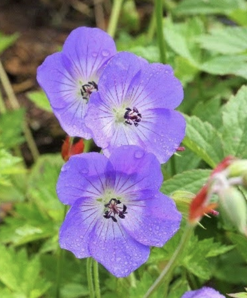 Geranium ‘Rozanne’ (Cranesbill)