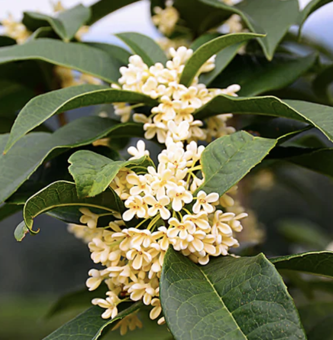 Osmanthus fragrans (Sweet Olive)