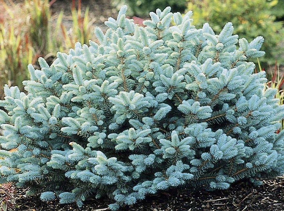 Picea pungens ‘Globosa’ (Dwarf Blue Spruce)