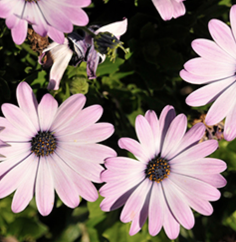 Osteospermum ‘Compact Pink’ (African Daisy)