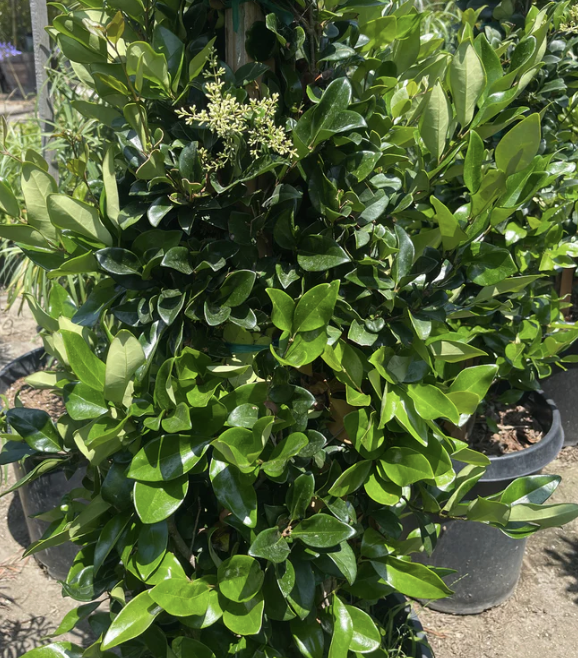 Ligustrum japonicum ‘Texanum’ (Texas Privet)