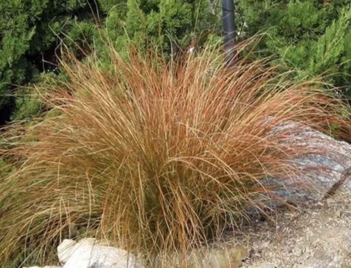 Carex testacea (Orange Sedge)
