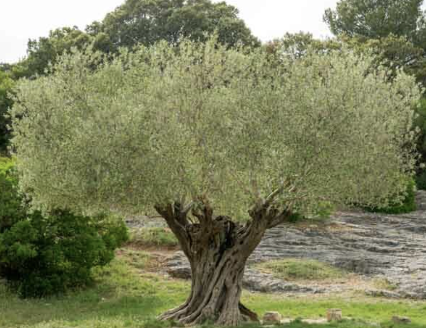 Olea europaea ‘Koroneiki’ (Standard Olive Tree)