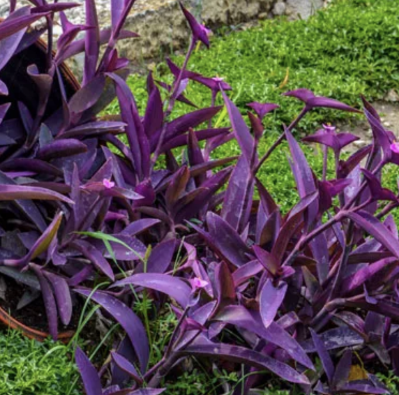 Setcreasea pallida (Purple Heart)