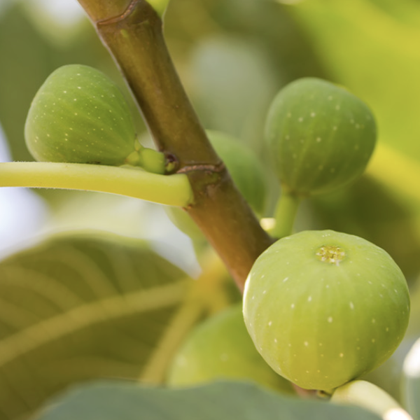 Ficus carica ‘Excel’