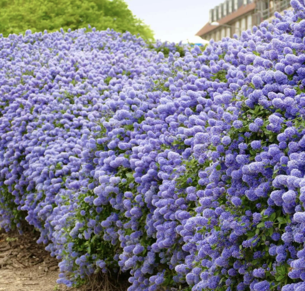Ceanothus ‘Ray Hartman’ (California Lilac)