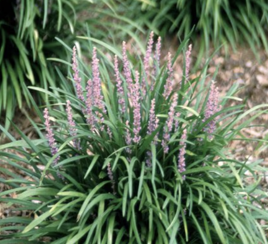 Liriope Spicata (Creeping Lilyturf)