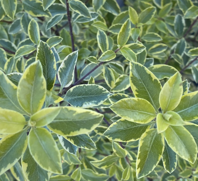 Pittosporum tenuifolium ‘Pirouette’