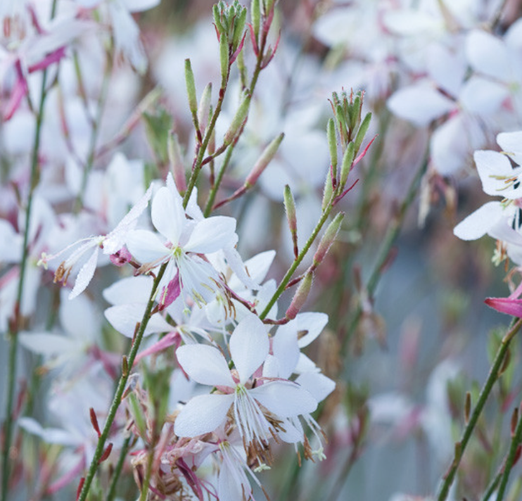 Gaura ‘So White’ (Beeblossom)