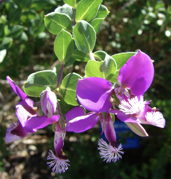 Polygala myrtifolia ‘Dalmaisiana’ (Sweet Pea Shrub)