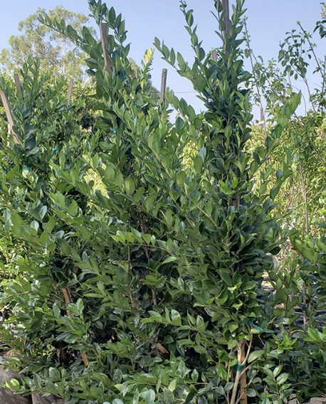 Ligustrum japonicum ‘Texanum’ (Texas Privet)
