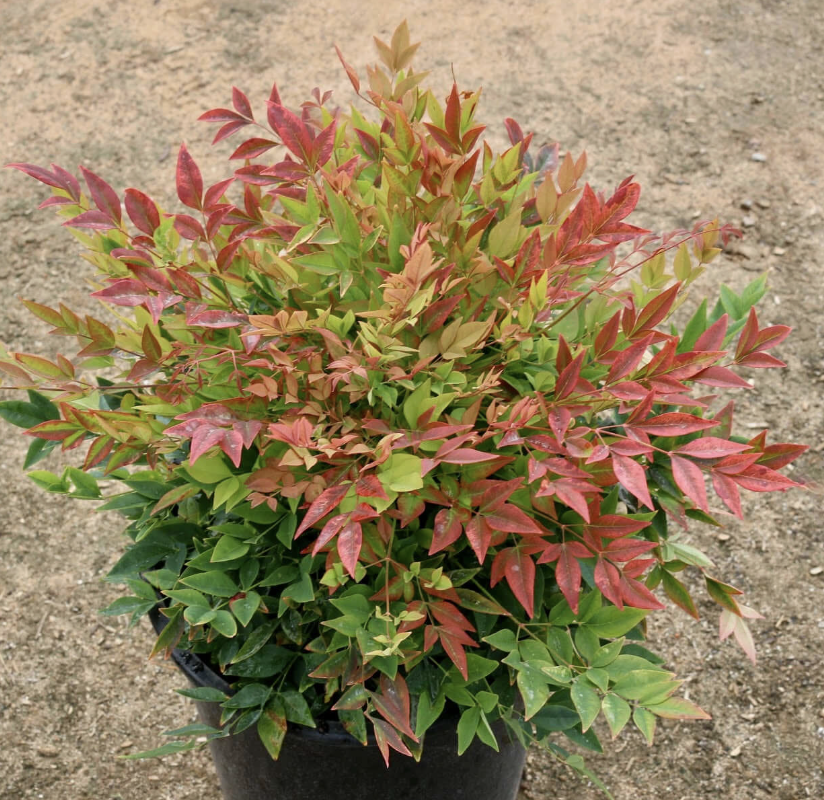 Nandina domestica ‘Gulf Stream’ (Heavenly Bamboo)