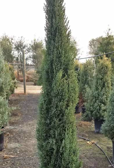 Cupressus sempervirens ‘Compacta’ (Italian Cypress)