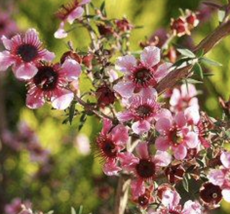 Leptospermum scoparium ‘Helene Strybing’