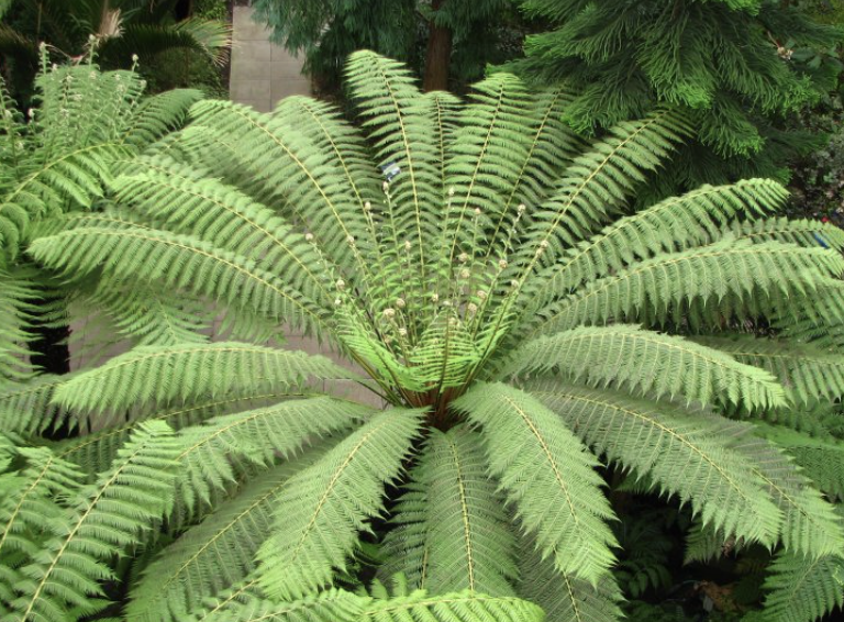 Dicksonia antarctica (Tasmanian Tree Fern)