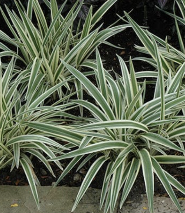 Dianella tasmanica ‘Variegata’ (Flax Lily)
