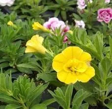 Calibrachoa ‘Neo Double Deep Yellow’