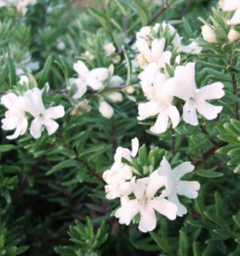 Westringia fruticosa ‘White’ (Coastal Rosemary)