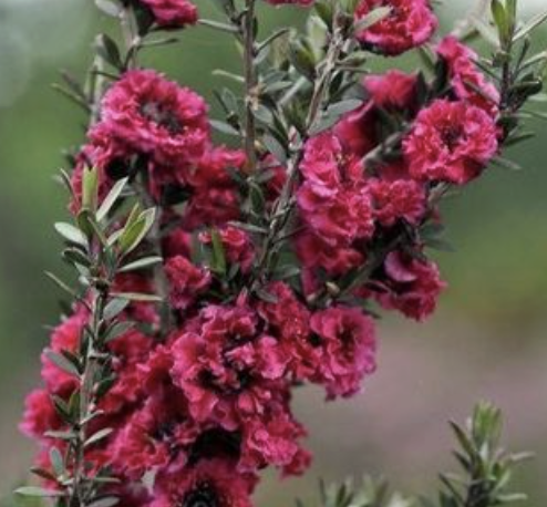 Leptospermum scoparium ‘Crimson Glory’