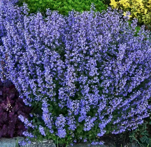 Nepeta F. ‘Blue Wonder’ (Catmint)